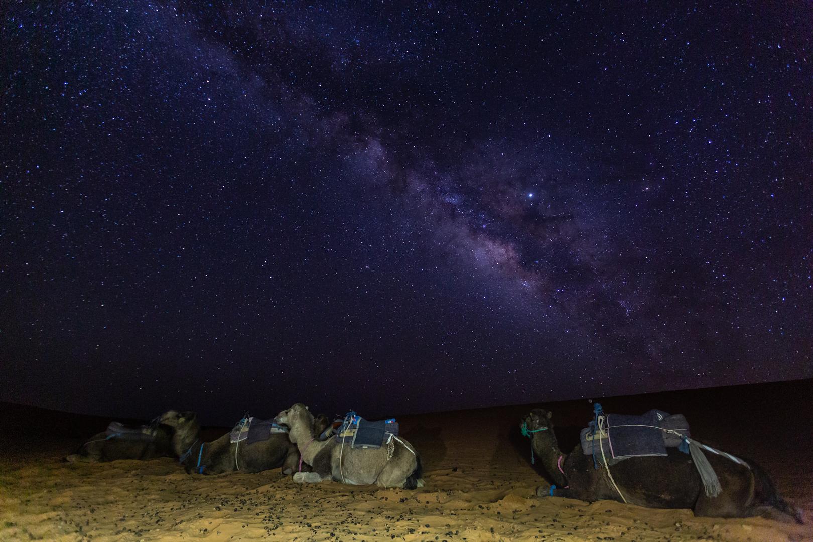 astrophotography with camels in foreground and mil 2024 12 05 10 43 41 utc